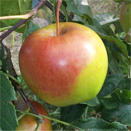 Apple - Ligol - Scion