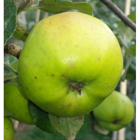 Apple - Cornish Honeypin - Scion