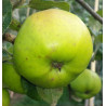 Apple - Cornish Honeypin - Scion