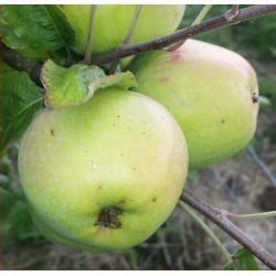 Apple - Longkeeper - Scion