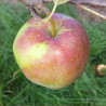 Apple - Perzikrode Zomerapple - Scion