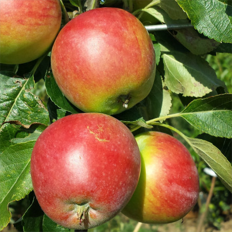 Apple - Katy / Katja - Scion