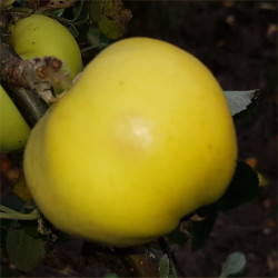 Apple - Kirton Fair - Scion