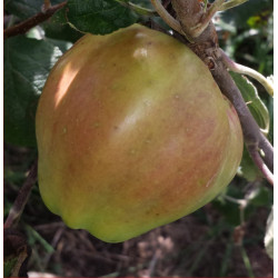 Apple - Winter Greening - Scion