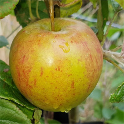 Apple - Dick Davies - Scion