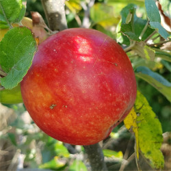 Apple - Monmouth Beauty (Cissy) - Scion