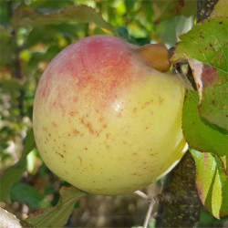 Apple - Johnny Andrews - Scion