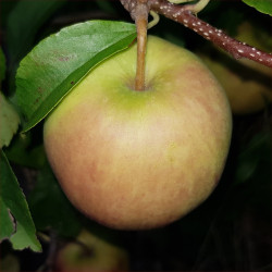 Apple - Golden Li - Scion