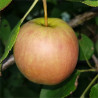 Apple - Golden Li - Scion