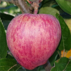 Apple - Red Chief - Scion