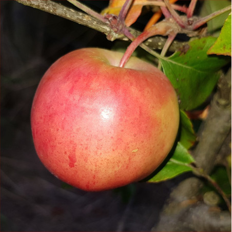 Apple - Tenroy - Scion