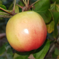 Apple - Tenroy - Scion