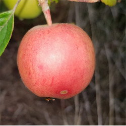 Apple - Tenroy - Scion