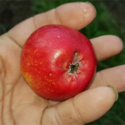 Apple - Kecskemeti vajalma - Scion