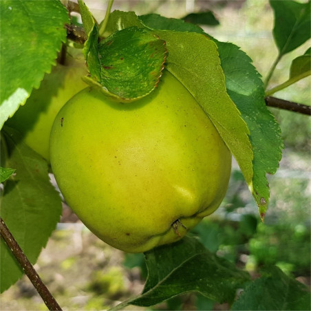 Apple - Smoothee - Scion