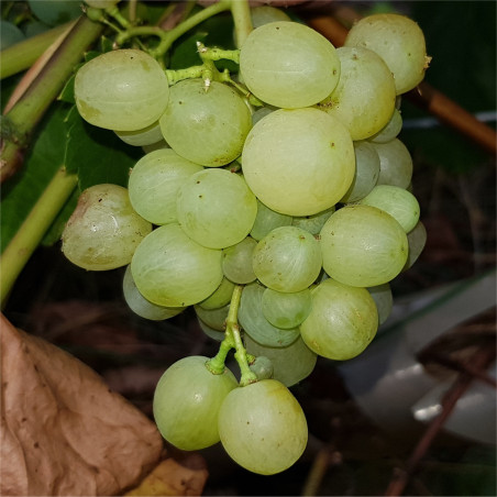 Grape - Reflex - Scion