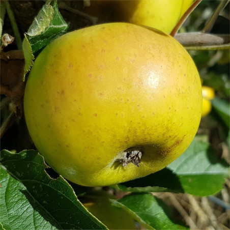 Apple - Wyken Pippin - Scion