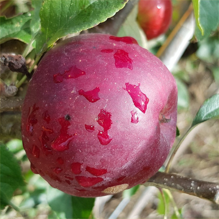 Apple - King David - Scion