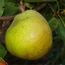 Pear - Eva Baltet - Scion