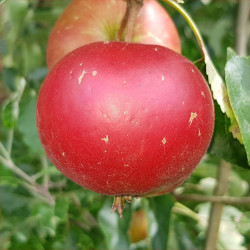 Apple - Merton Knave - Scion
