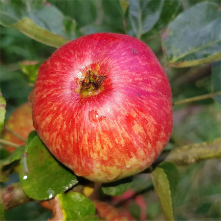 Apple - Bulmers Foxwhelp - Scion