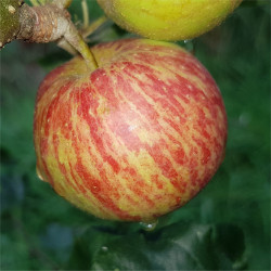 Apple - Bulmers Foxwhelp - Scion