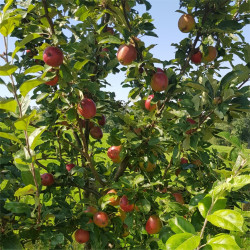 Apple - Tremletts Bitter - Scion