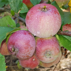 Apple - Yates - Scion