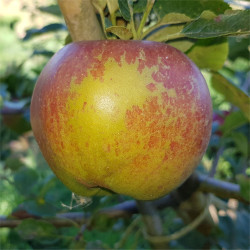 Apple - Bancroft - Scion