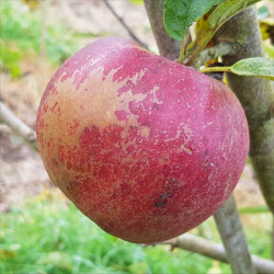 Apple - Bancroft - Scion