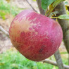 Apple - Bancroft - Scion