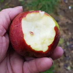 Apple - Bancroft - Scion