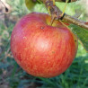 Apple - Beforest - Scion