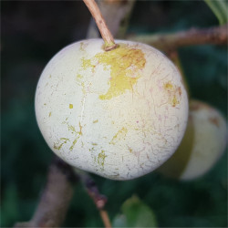 Gage - Rheine Claude de Bavay - Scion