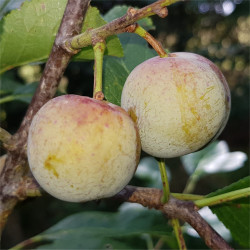 Gage - Rheine Claude de Bavay - Scion