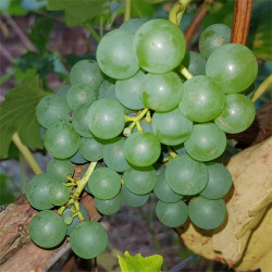 Grape - Romulus - Scion