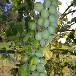 Gage - Stellas Star - Scion