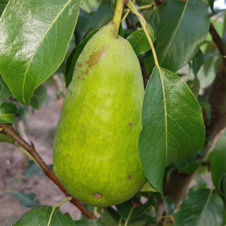 Pear - Amfora - Scion