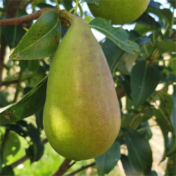Pear - Amfora - Scion