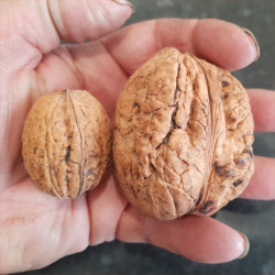Walnut - Coble - Scion