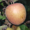 Apple - Hunthouse Pippin - Scion