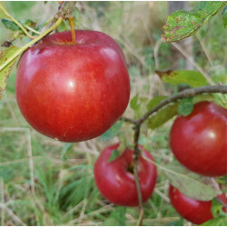 Apple - Idared - Scion