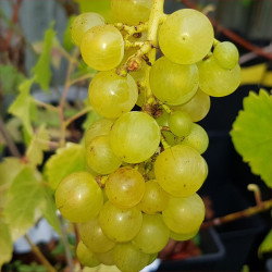 Grape - Suzi - Scion