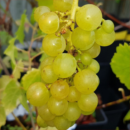 Grape - Suzi - Scion