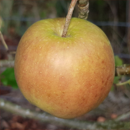 Apple - Goldenir - Scion