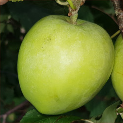 Apple - Husveti Rozmaring - Scion