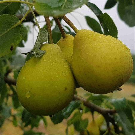 Pear - Akca - Scion