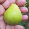 Pear - Akca - Scion