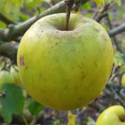 Apple - Shizuka - Scion