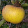 Apple - Orleans Reinette - Scion